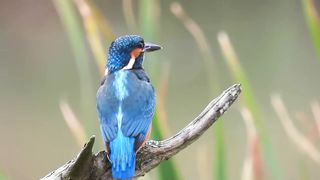 Kingfisher trying to swallow a fish