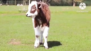 Sounds of familiar animals, - cats, dogs, chickens, sheeps, duck, rabbit, Cow, - Animal moments