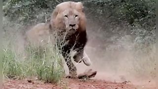 King of animals