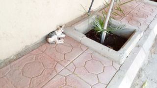Its beautiful small kitten near me
