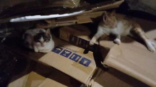 2 funny cats 3