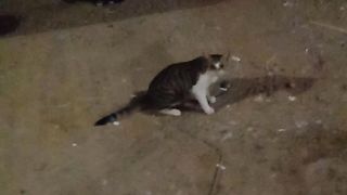 Funny cat and kitten near me