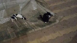 2 beautiful funny cats near me