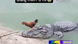Funny Hen Vs Crocodile Viral Video