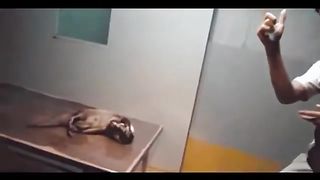 Funny clips Funny video
