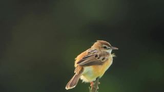 sparrows / burung pipit