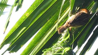 how birds make nests / burung membuat sarang