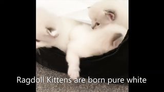Funny Ragdoll Cat Videos Compilation - Cute Ragdoll Kitten Baby Ragdoll Kittens Playing and Meowing