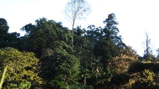 horned hornbill bird in the rainforest / burung cantik di hutan