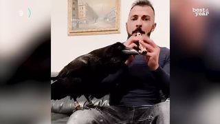 Top 100 funniest videos of pets