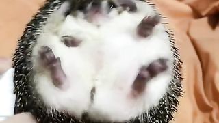 Very cute animal❤❤