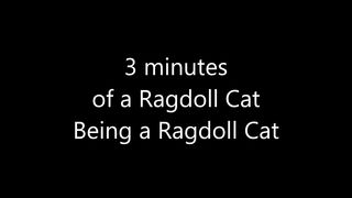 A Ragdoll Cat Being a Ragdoll Cat in 3 Minutes