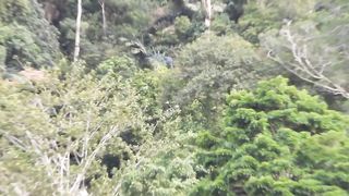 Wildlife HORNBILL in the rainforest