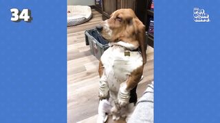 Fast and the Furriest | ???? FUNNIEST Pets Of The Week ????
