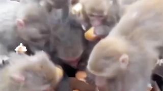 Funny Animal video of the guy ???????????? 2