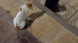Big black tabby cat with orange white stray cat near me