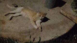 Fabulous tabby cat near me