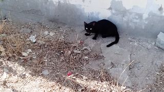 Stuuning black near me