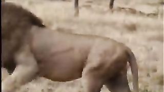 Buffalo fight back