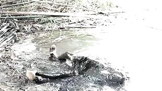Funny videos
