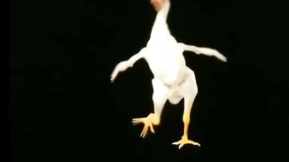 Seekor Ayam Bergoyang