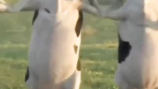 Seekor Sapi Joget