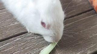 Rabbit and Cat