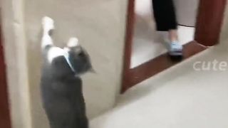Funny Cute animals funny video