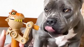 Short vidéo funny animals