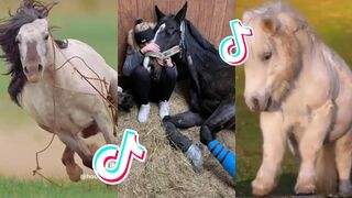 The Best HORSE - TikTok Compilation #84