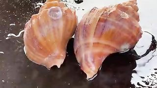 The boss selling conch looks familia