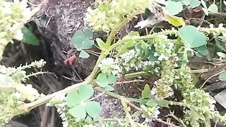 Animal's lover 359