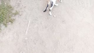 Hungry cats near me