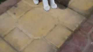 New cat video febspot 2