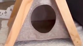 Feline Serenade | "Meow" - Purrfect Melodies | Kitty's Musical Tale | FunFM