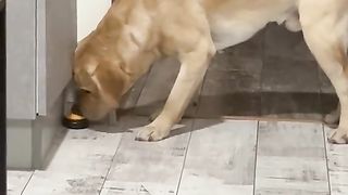 А вы покормили симулянта ? )))