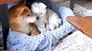 friendly cat and dog