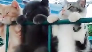 cute kittens 6