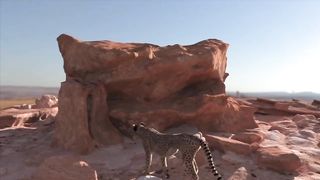 Guépard - L' Animal Le Plus Rapide Sur Terre / Documentaire (Français/HD)