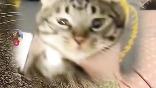 Funny cat 241