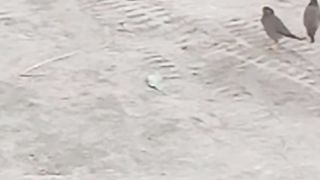 Birds are eating their food