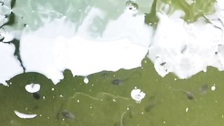Walaupun sudah DIGUYUR HUJAN lebat LARVA LELE tetap sehat  #viral #larvalele #pakanlarvalele