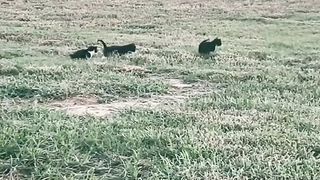 Dog and Little Cats