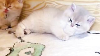 Cute cats very funny video https://www.febspot.com/ref/501329 please watch my video and refers and start earning