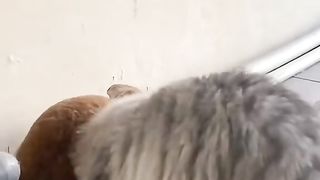Cat and Rabbit