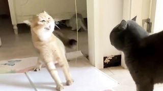 Cats' confused and funny moments