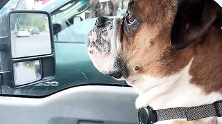 Funny Dog Viral Video 31