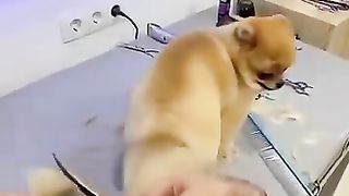 Puppies are very calm when their fur is cut short