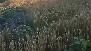 This is one side of life in the village