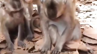 Funny Monkey Viral Video 61